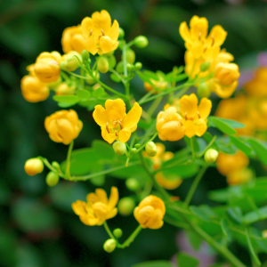 Estratto di Senna Naturale 1:1